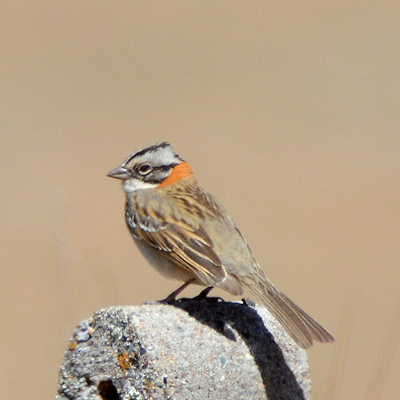 Rufous-Collared Sparrow